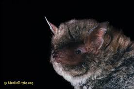 Attēlu rezultāti vaicājumam “Myotis sp.”