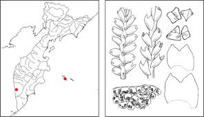 Attēlu rezultāti vaicājumam “Cladopodiella francisci”