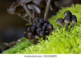 Attēlu rezultāti vaicājumam “Lamproderma arcyrioides macro”