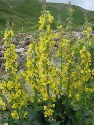 Attēlu rezultāti vaicājumam “Verbascum blattaria leaf”