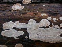 Attēlu rezultāti vaicājumam “Cystostereum murrayi”