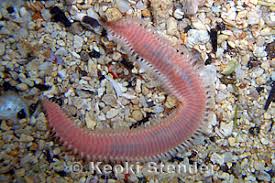 Attēlu rezultāti vaicājumam “Amaurochaete sp.”