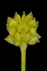 Attēlu rezultāti vaicājumam “Ranunculus acris leaf”