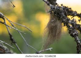 Attēlu rezultāti vaicājumam “Bryoria capillaris”