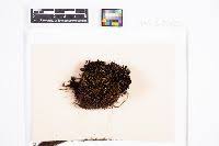 Attēlu rezultāti vaicājumam “Polytrichastrum pallidisetum cells”