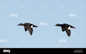 Attēlu rezultāti vaicājumam “Melanitta fusca”