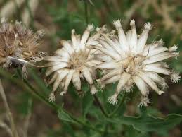 Attēlu rezultāti vaicājumam “Centaurea scabiosa fruit”