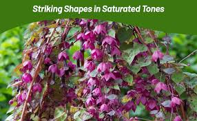 Image result for Rhodochiton atrosanguineum