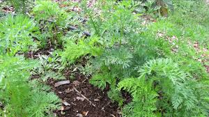 Attēlu rezultāti vaicājumam “Daucus carota subsp. carota leaf”