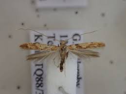 Attēlu rezultāti vaicājumam “Caloptilia hemidactylella”