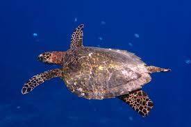 Image result for Eretmochelys imbricata
