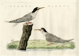 Attēlu rezultāti vaicājumam “Sternula albifrons”