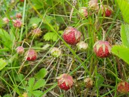 Attēlu rezultāti vaicājumam “Fragaria viridis fruit”