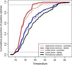 Image result for Argyrosomus coronus