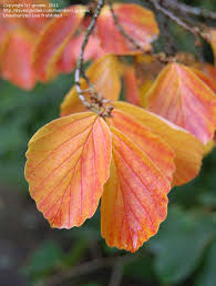 Attēlu rezultāti vaicājumam “Hamamelis japonica leaf”