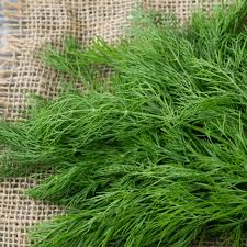 Image result for Dill
