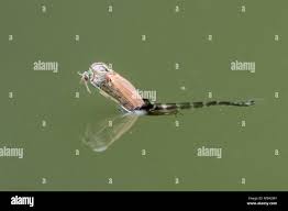 Attēlu rezultāti vaicājumam “Chironomidae imago”