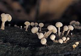 Attēlu rezultāti vaicājumam “Phleogena faginea”