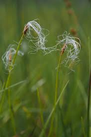 Attēlu rezultāti vaicājumam “Trichophorum alpinum”