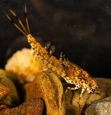 Attēlu rezultāti vaicājumam “Siphlonurus”