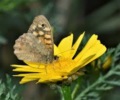 Attēlu rezultāti vaicājumam “Pararge aegeria underside”