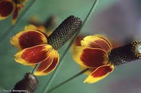 Image result for Ratibida columnifera