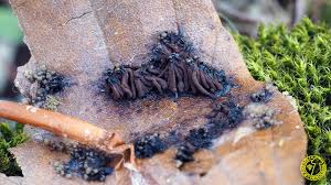 Attēlu rezultāti vaicājumam “Symphytocarpus trechisporus spores”