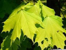 Attēlu rezultāti vaicājumam “Acer platanoides”