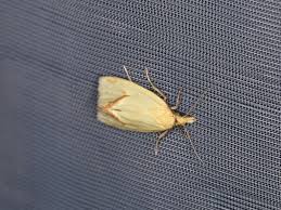 Attēlu rezultāti vaicājumam “Agapeta hamana”