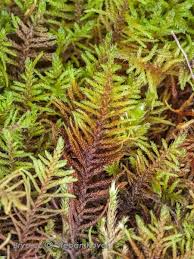 Attēlu rezultāti vaicājumam “Abietinella abietina”