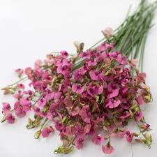 Attēlu rezultāti vaicājumam “Lathyrus sylvestris”