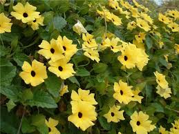 Image result for Thunbergia alata