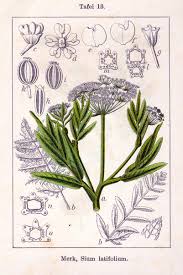 Attēlu rezultāti vaicājumam “Sium latifolium”