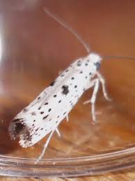 Attēlu rezultāti vaicājumam “Yponomeuta plumbella”