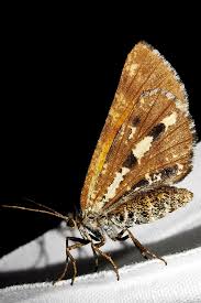 Attēlu rezultāti vaicājumam “Bupalus piniaria female”