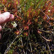 Attēlu rezultāti vaicājumam “Drosera anglica flower”