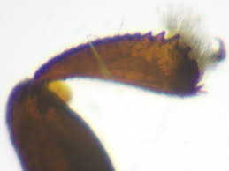 Attēlu rezultāti vaicājumam “Meligethes sp.”