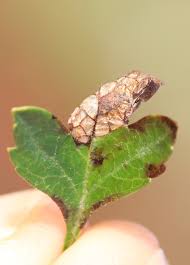 Attēlu rezultāti vaicājumam “Parornix anglicella”