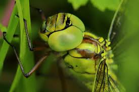 Attēlu rezultāti vaicājumam “Aeshna viridis”