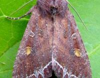 Attēlu rezultāti vaicājumam “Lacanobia oleracea”