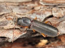 Attēlu rezultāti vaicājumam “Nothorhina punctata”