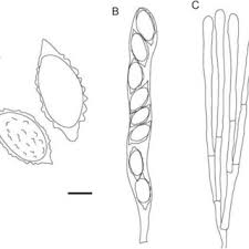 Attēlu rezultāti vaicājumam “Cudoniella acicularis”