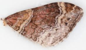 Attēlu rezultāti vaicājumam “Xanthorhoe spadicearia”