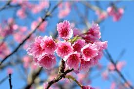 Image result for 緋寒桜