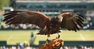 Image result for Wimbledon Hawks