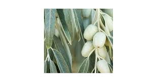 Attēlu rezultāti vaicājumam “Poa angustifolia fruit”