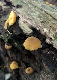 Attēlu rezultāti vaicājumam “Enteridium olivaceum”