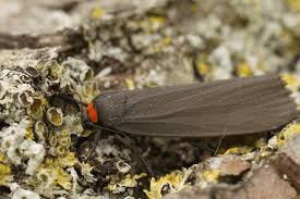 Attēlu rezultāti vaicājumam “Atolmis rubricollis”