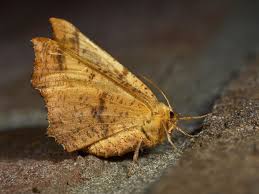 Attēlu rezultāti vaicājumam “Ennomos autumnaria male”