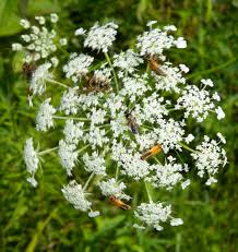 Attēlu rezultāti vaicājumam “Daucus carota subsp. carota flower”
